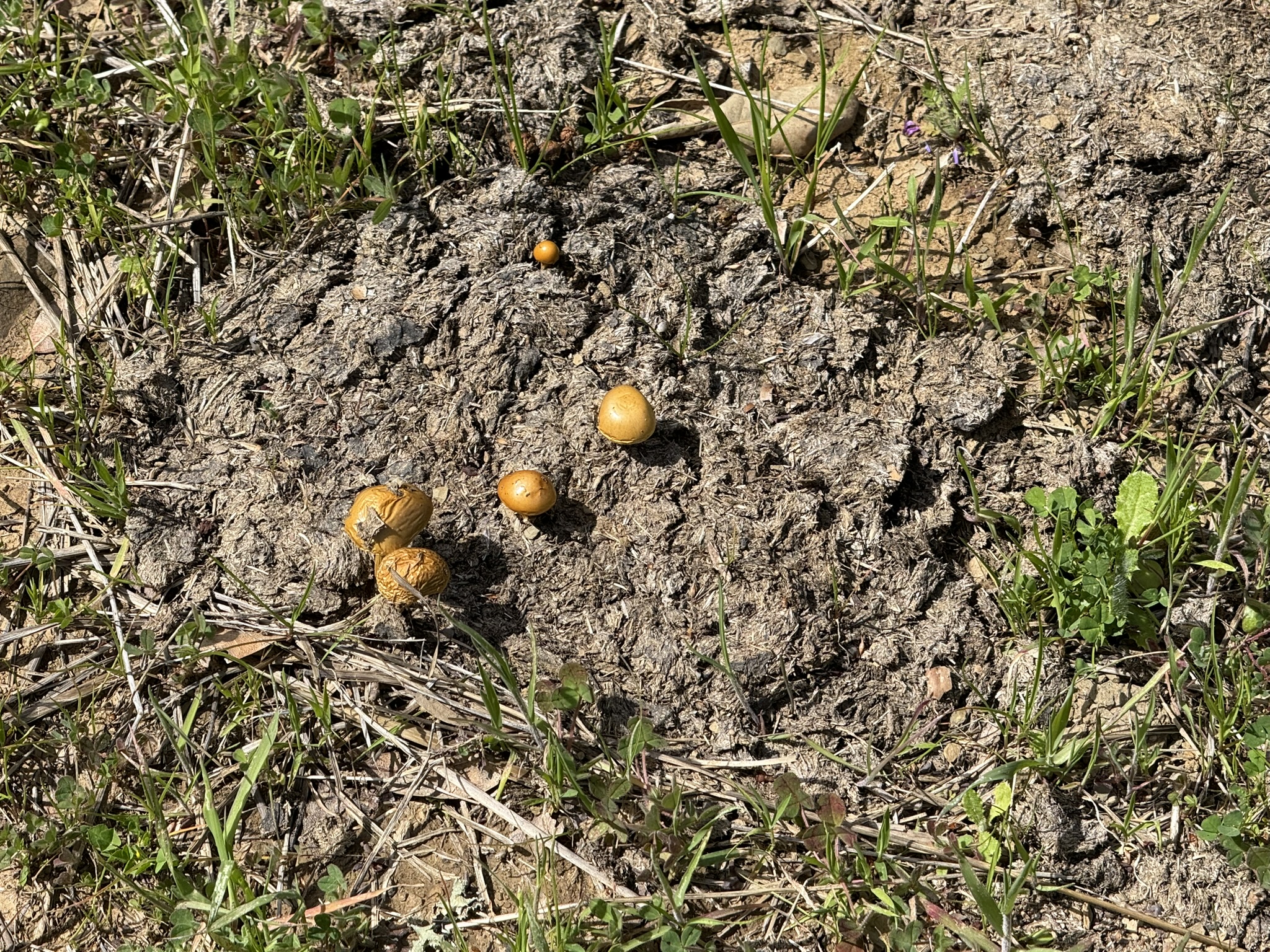 Morgan Territory Regional Preserve