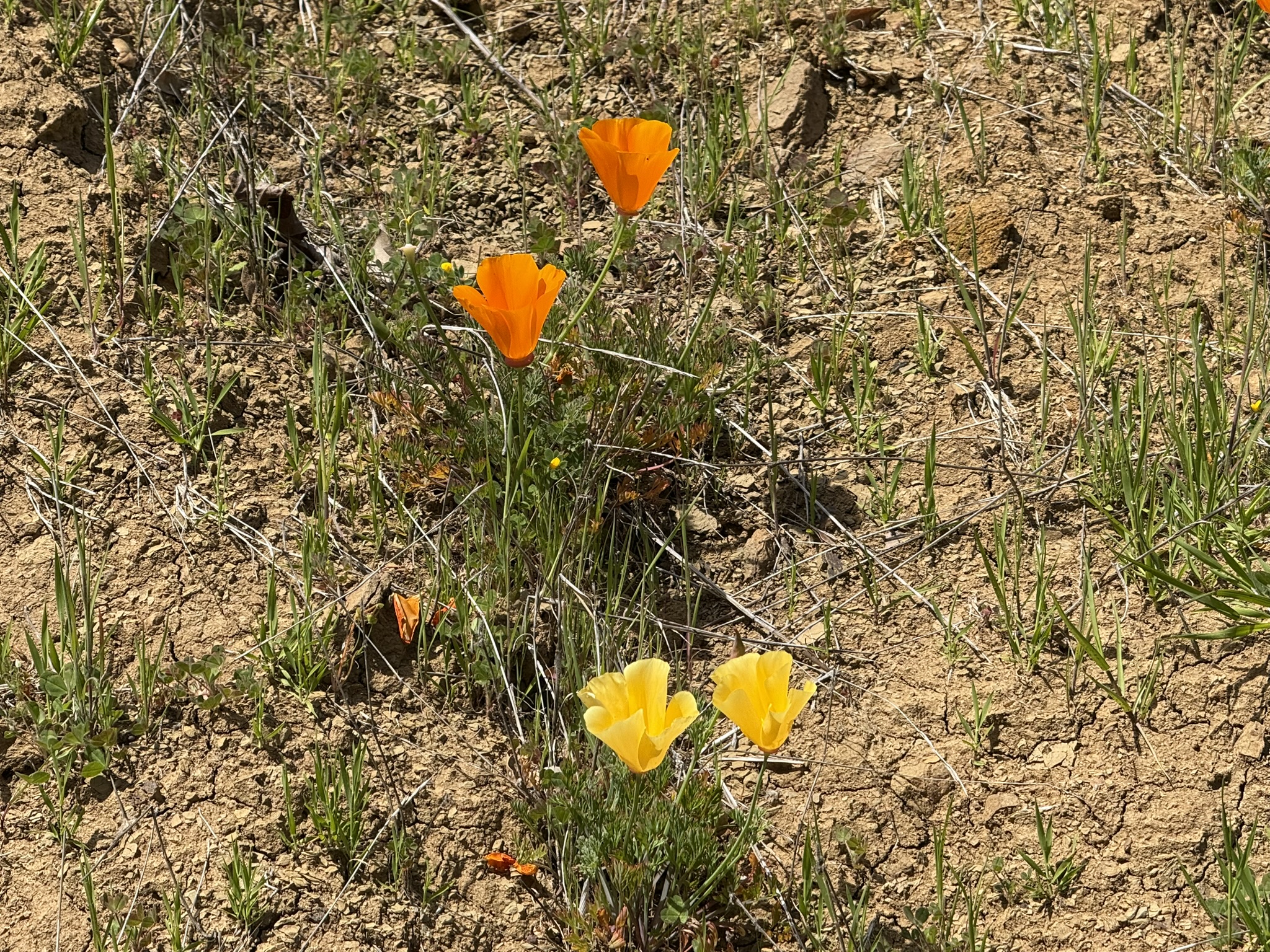 Morgan Territory Regional Preserve