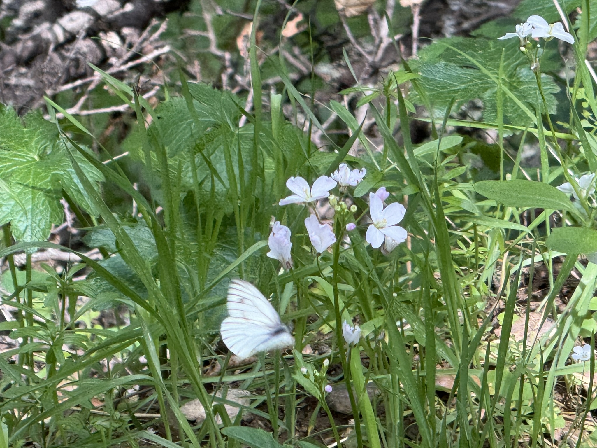 Morgan Territory Regional Preserve