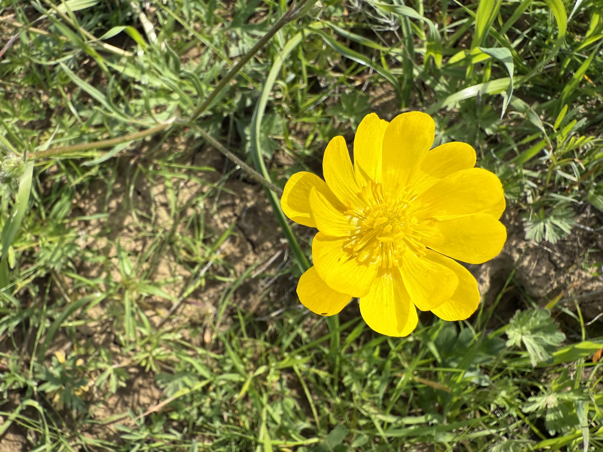 Morgan Territory Regional Preserve