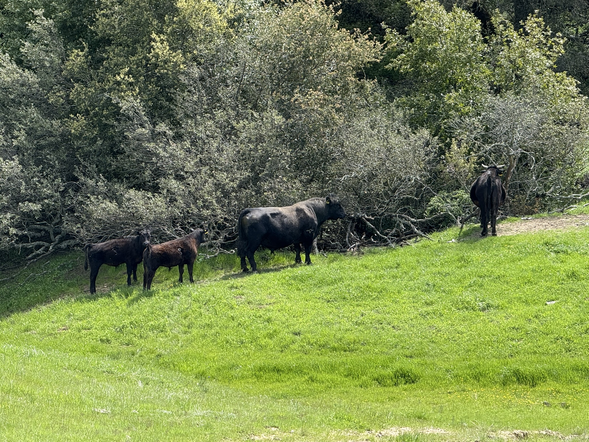 Morgan Territory Regional Preserve