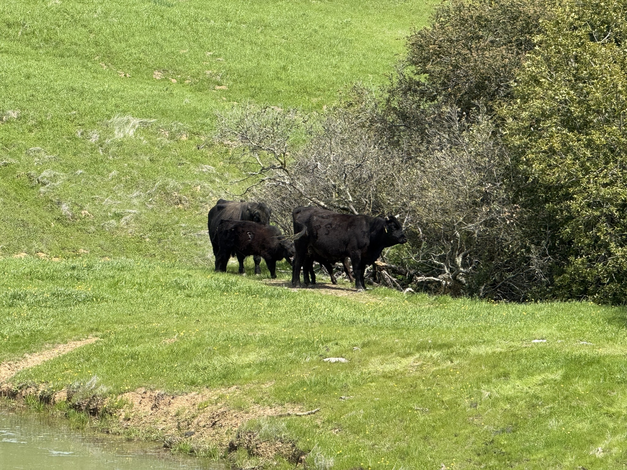 Morgan Territory Regional Preserve