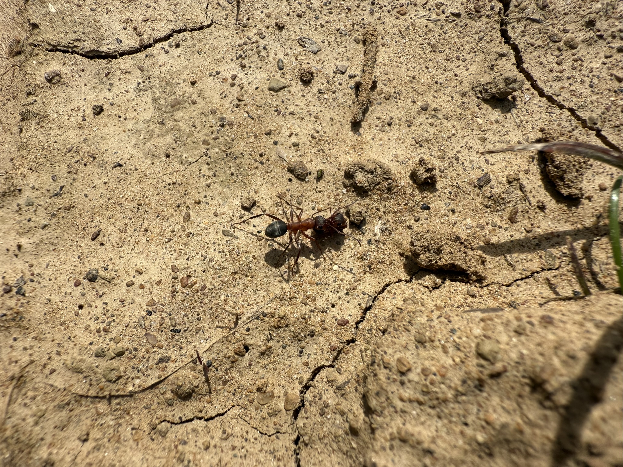 Morgan Territory Regional Preserve
