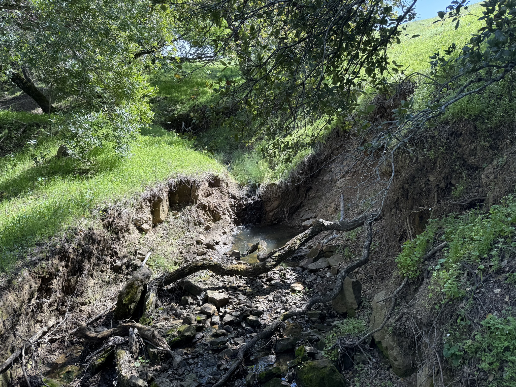 Morgan Territory Regional Preserve