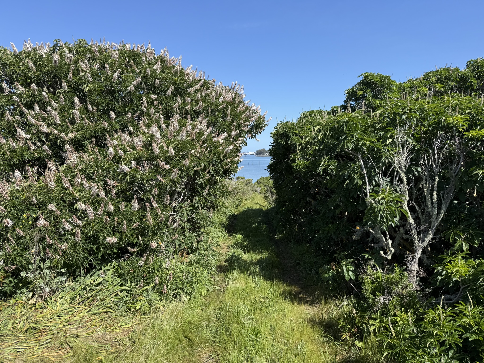 Brooks Island Regional Preserve