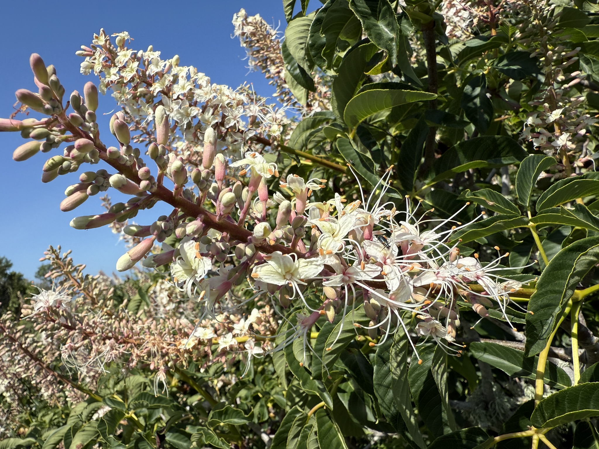 Brooks Island Regional Preserve