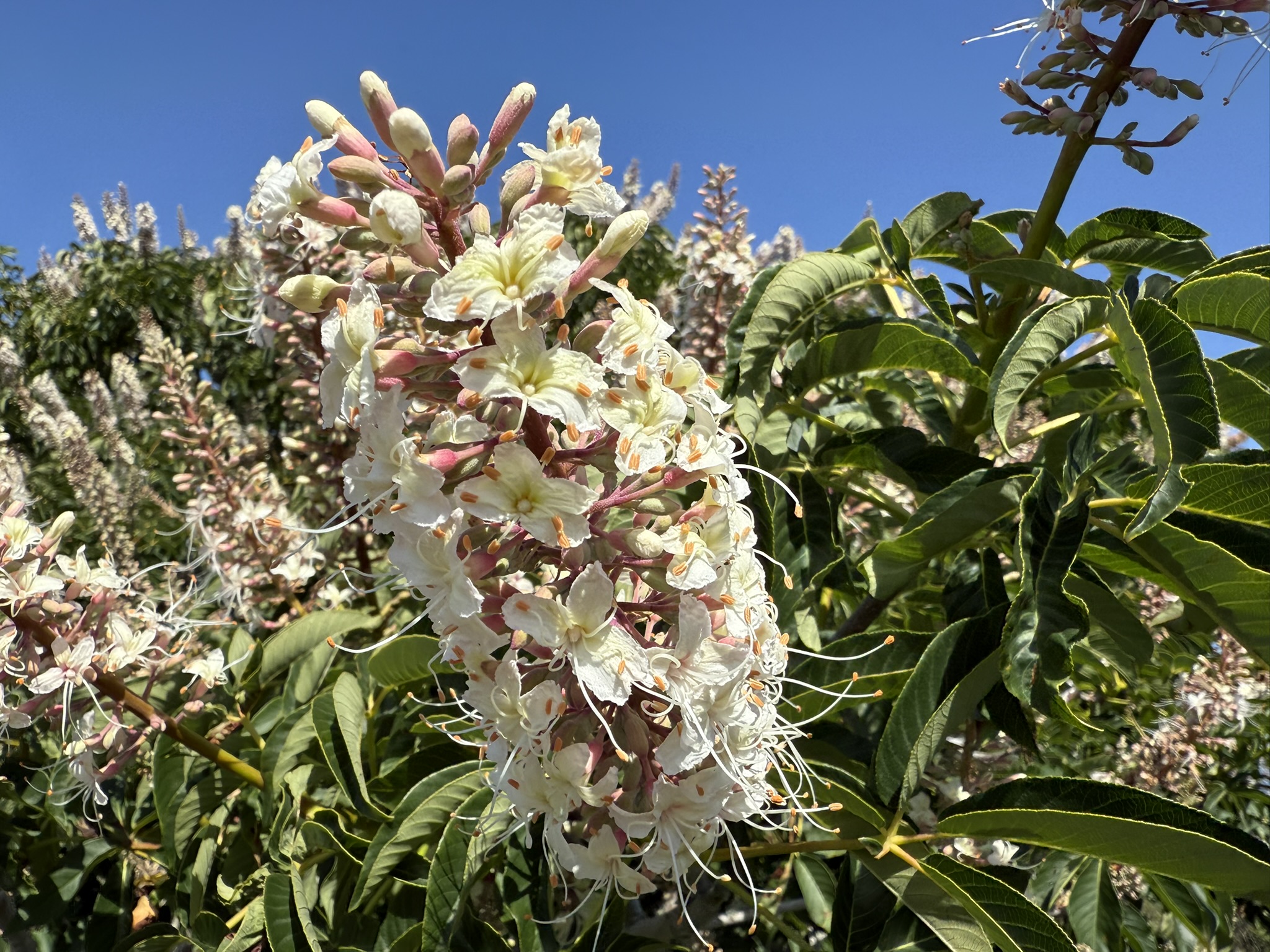 Brooks Island Regional Preserve