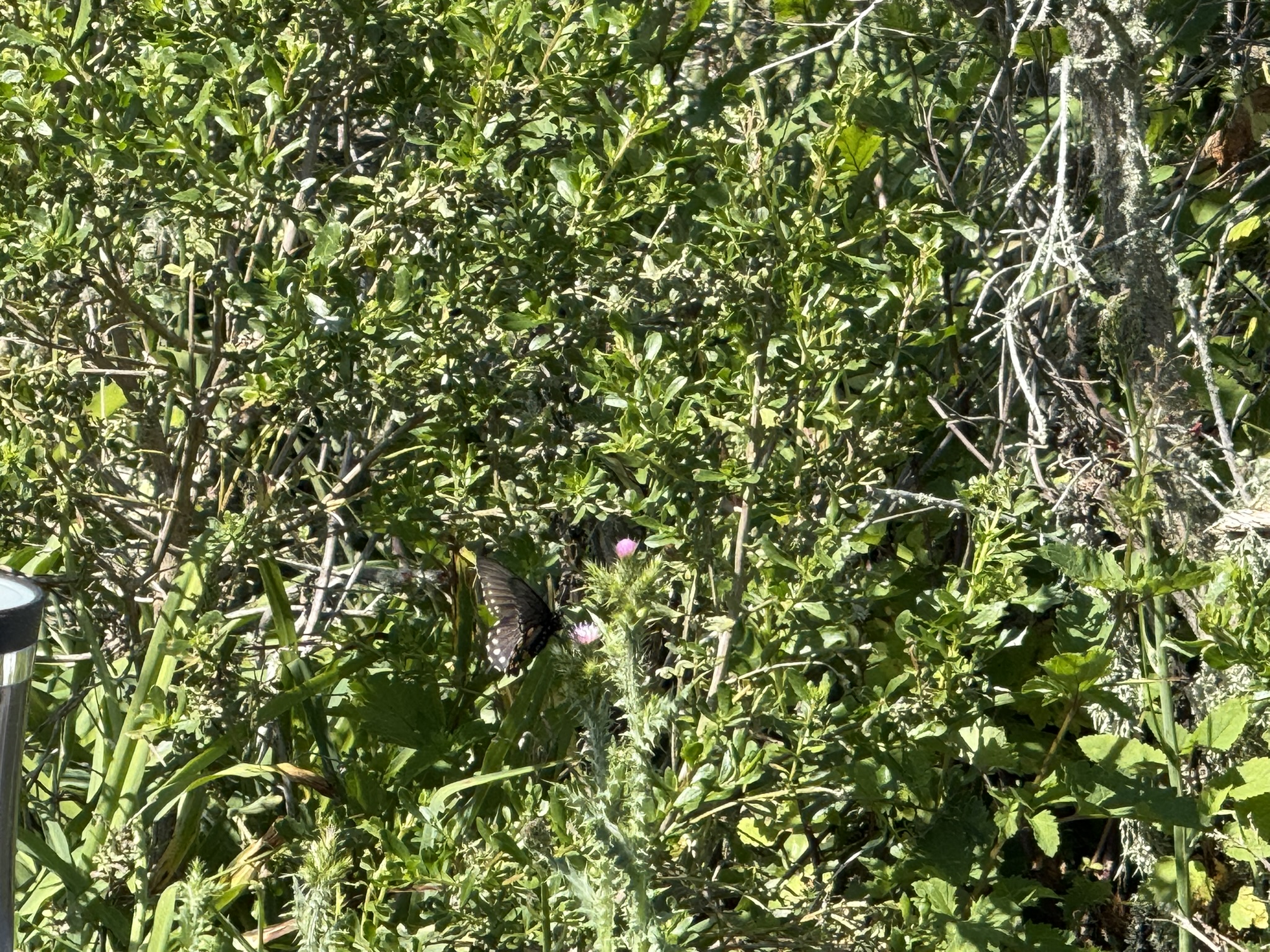 Brooks Island Regional Preserve