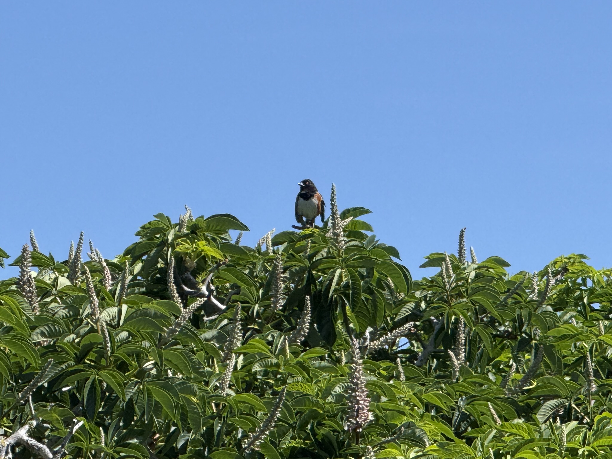 Brooks Island Regional Preserve