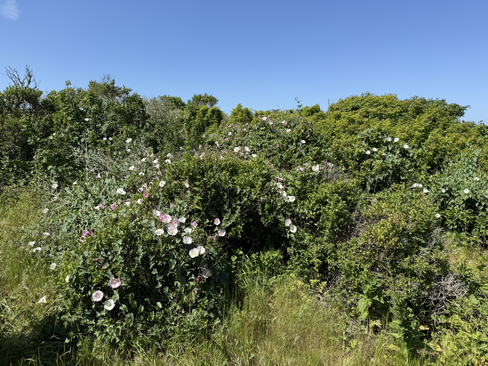 Brooks Island Regional Preserve