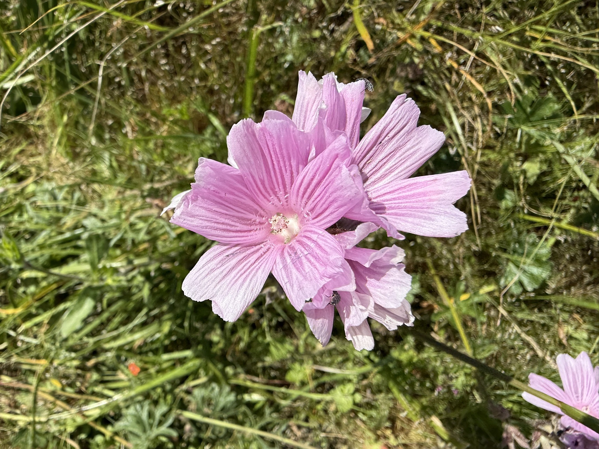 Brooks Island Regional Preserve