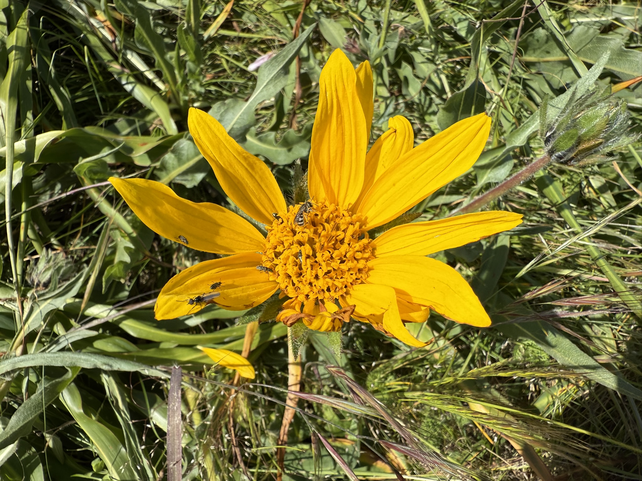 Brooks Island Regional Preserve