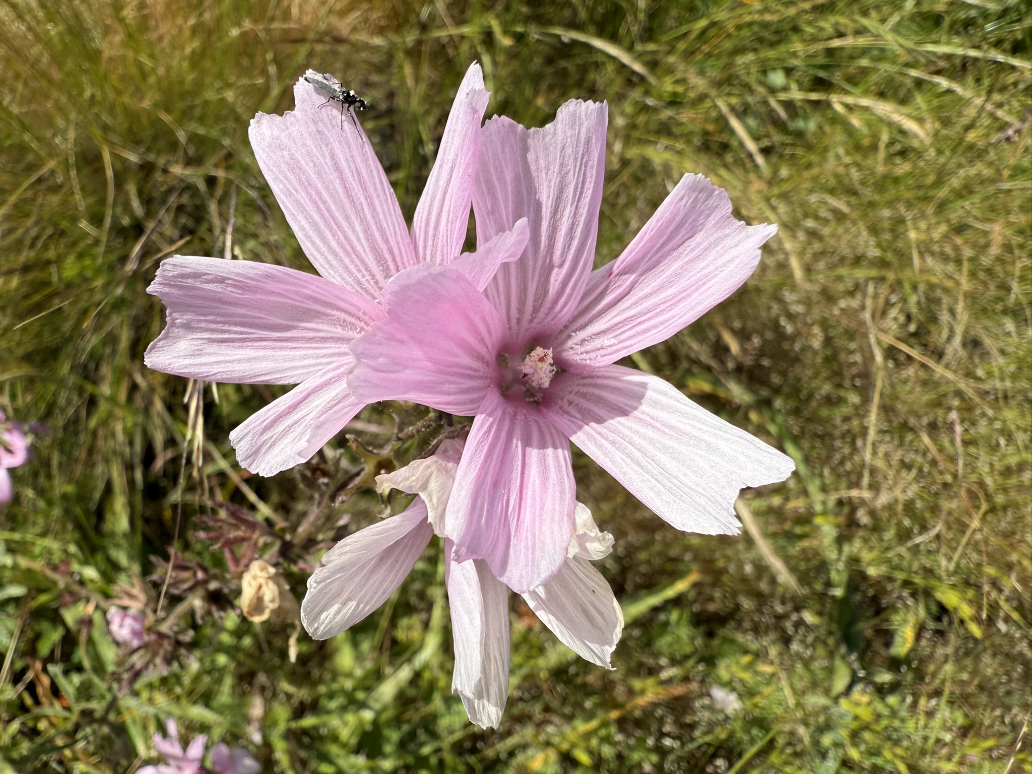 Brooks Island Regional Preserve