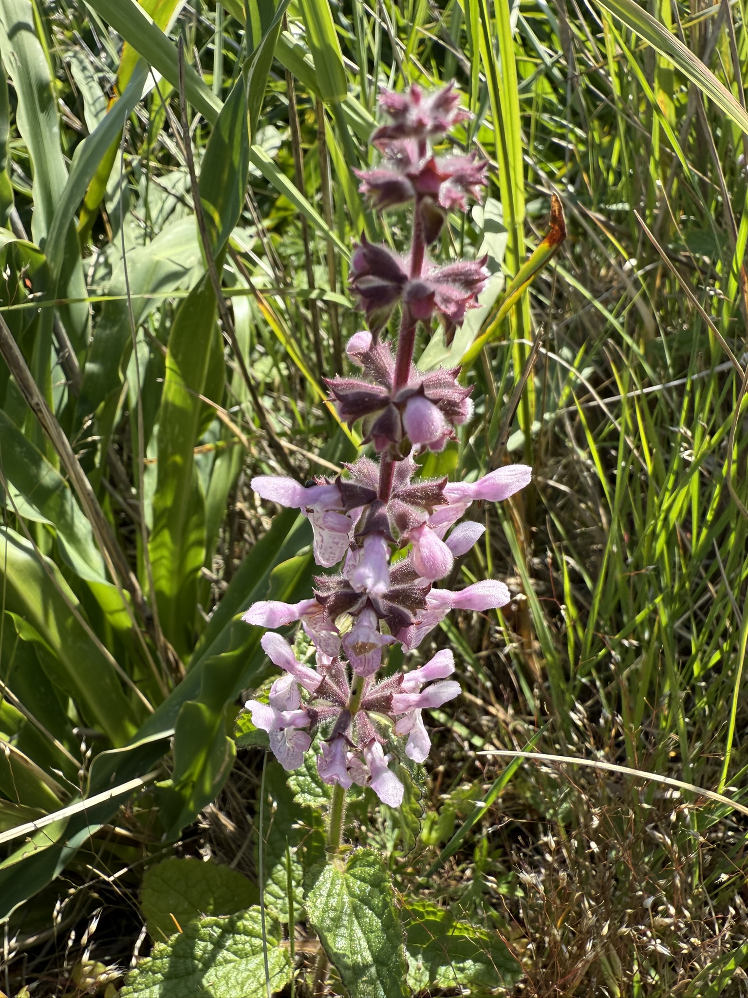 Brooks Island Regional Preserve