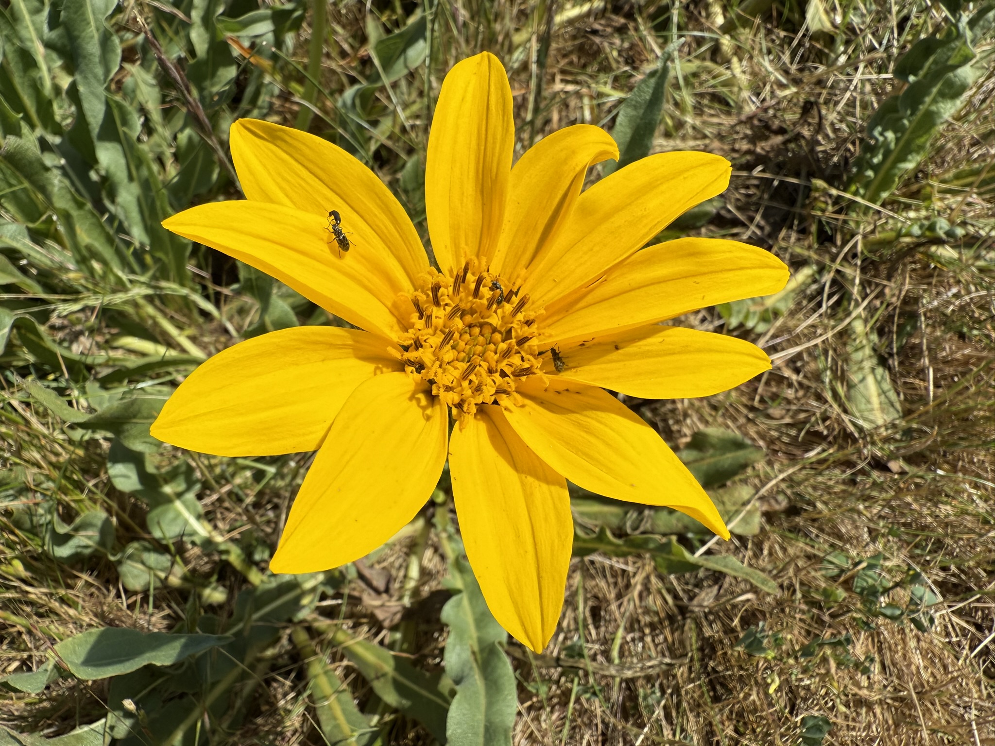 Brooks Island Regional Preserve