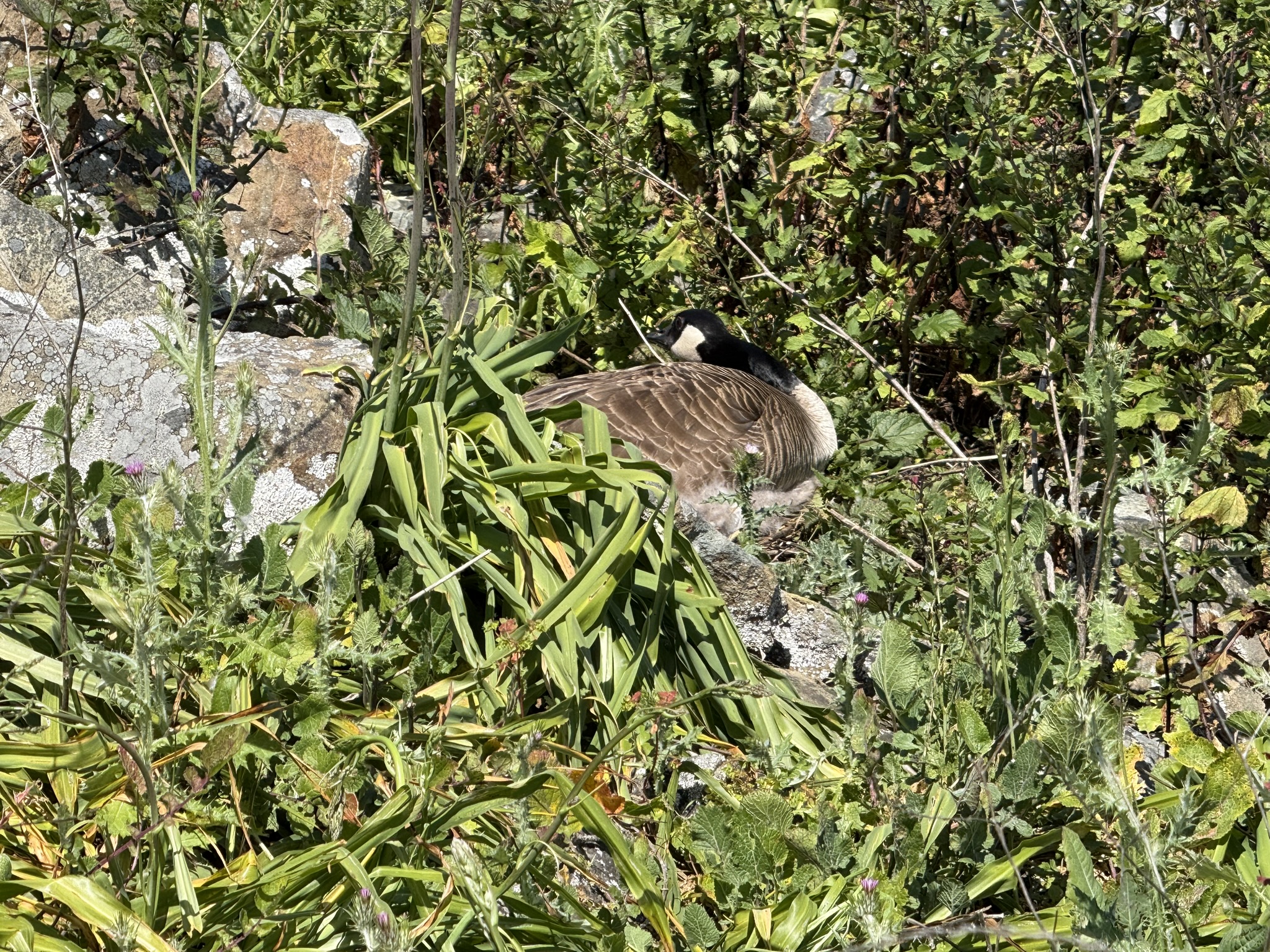 Brooks Island Regional Preserve