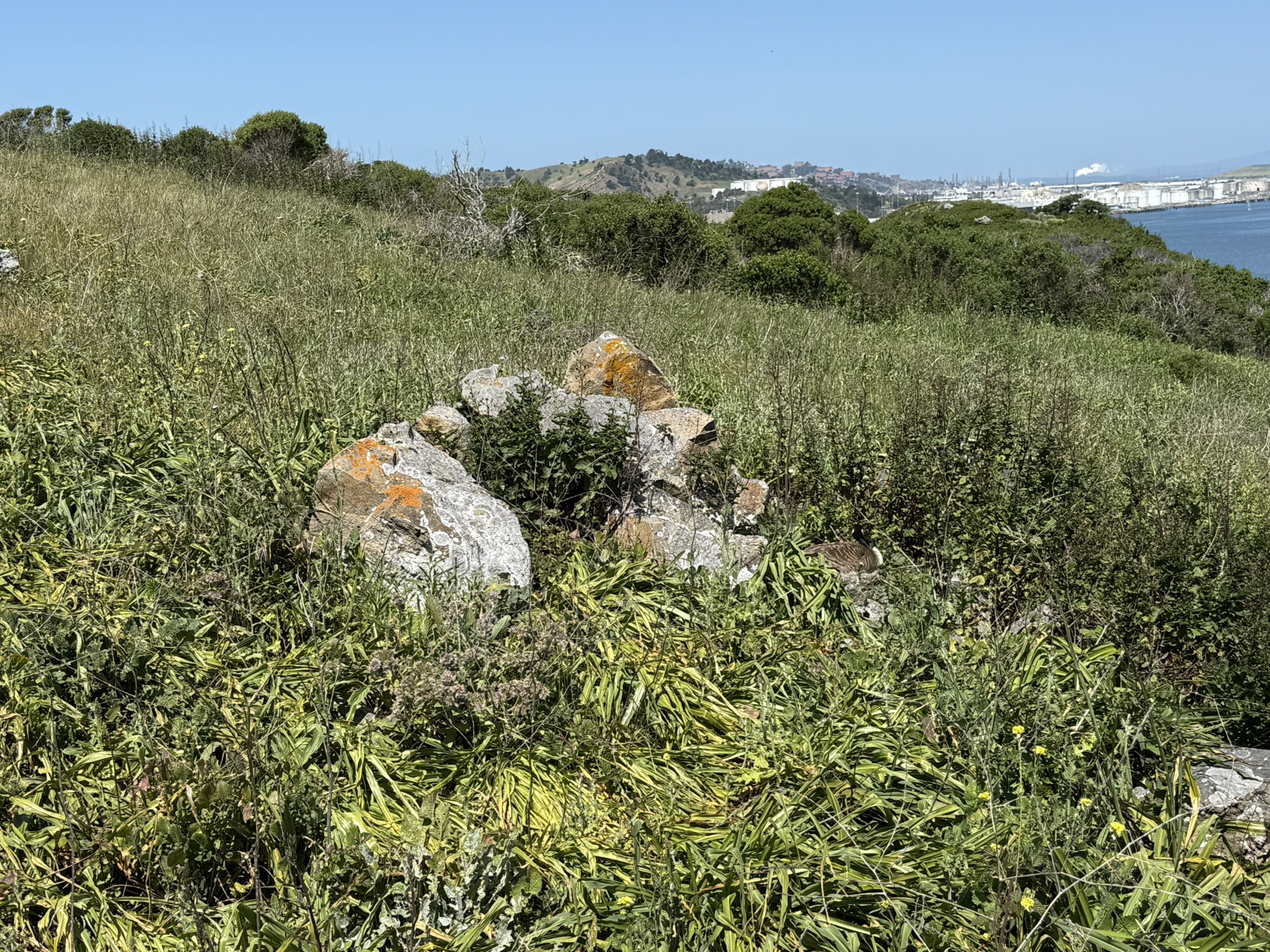 Brooks Island Regional Preserve
