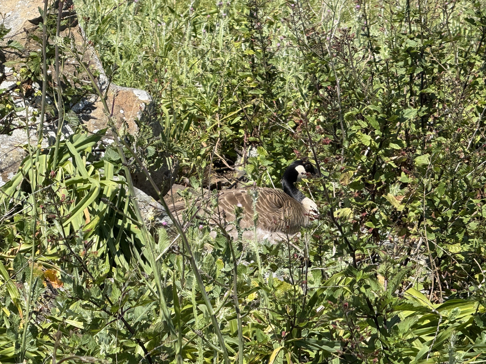 Brooks Island Regional Preserve