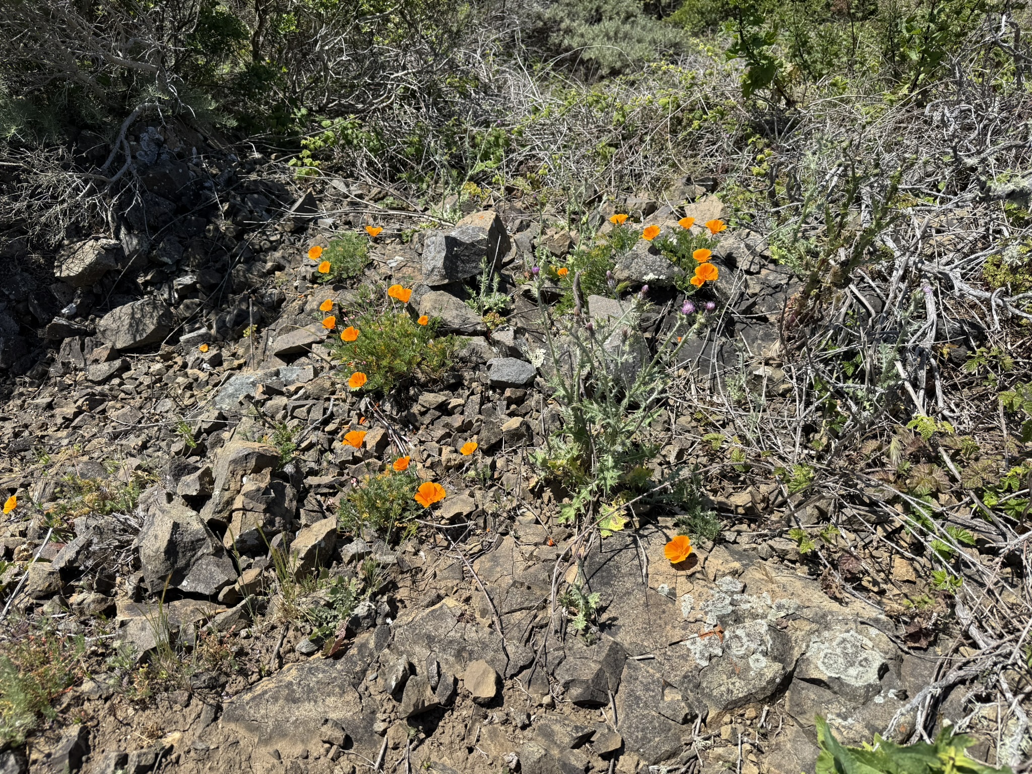 Brooks Island Regional Preserve
