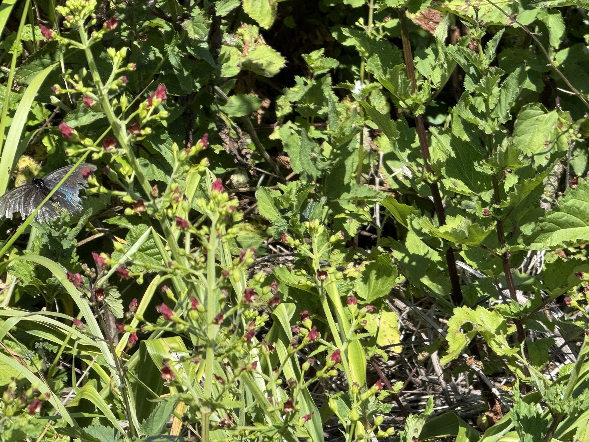 Brooks Island Regional Preserve