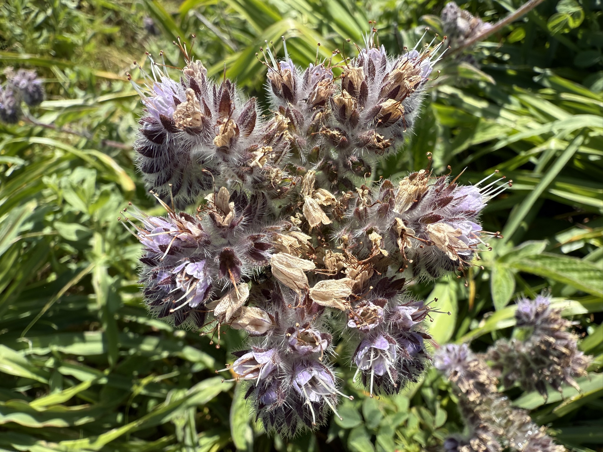 Brooks Island Regional Preserve