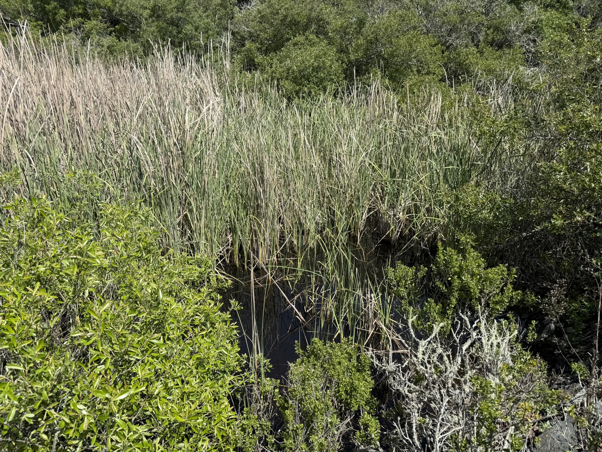 Brooks Island Regional Preserve