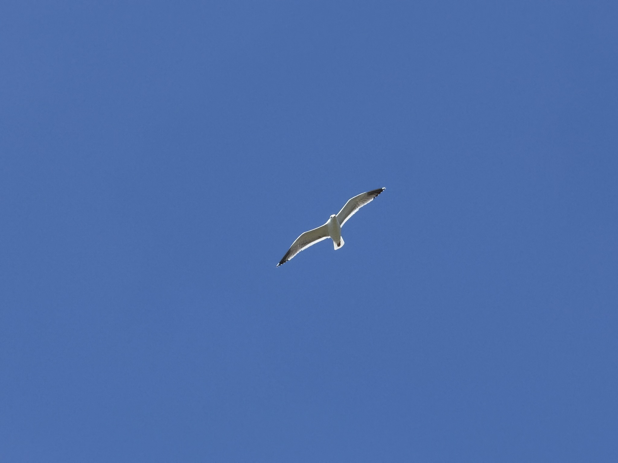 Brooks Island Regional Preserve