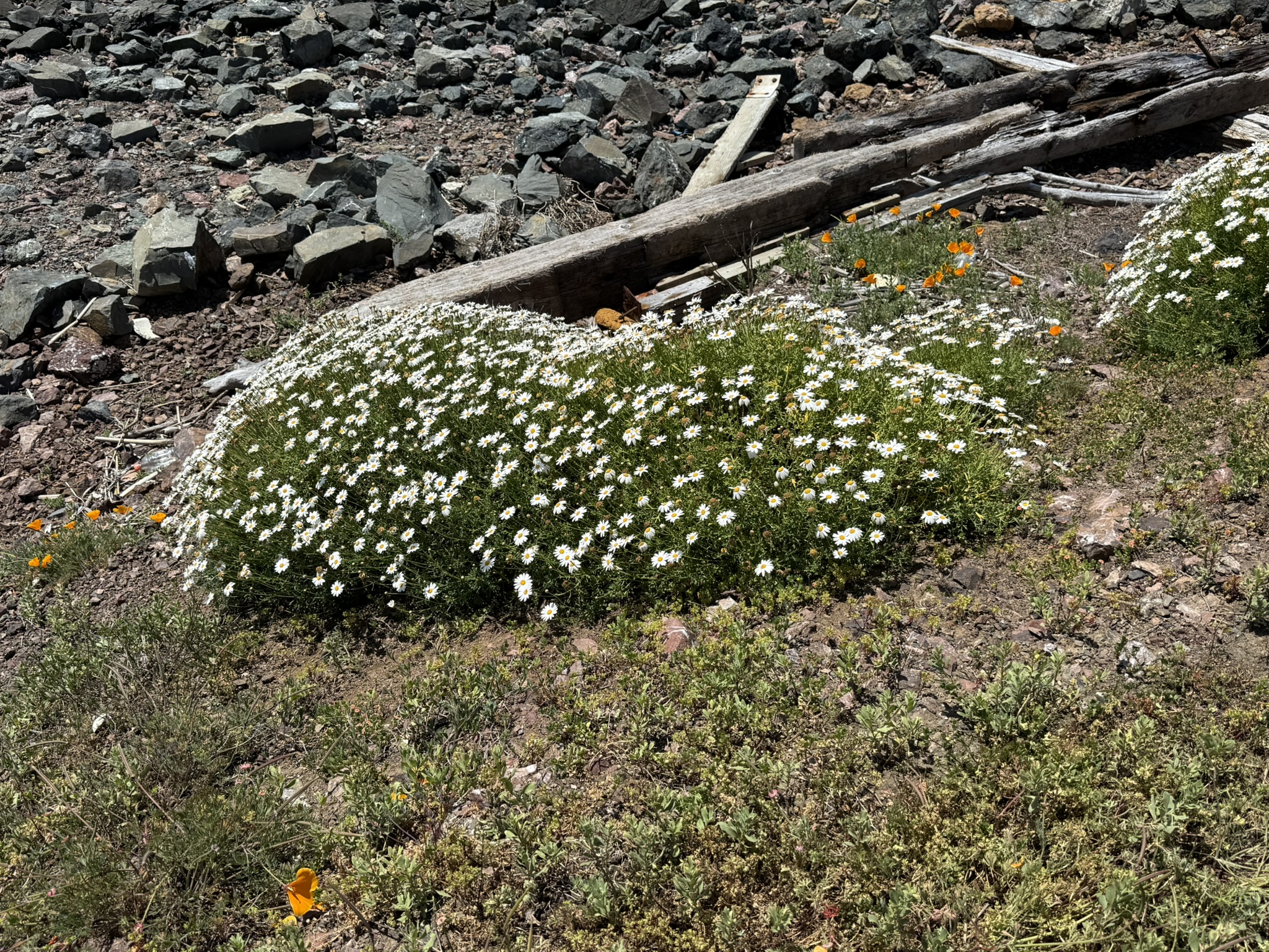 Brooks Island Regional Preserve