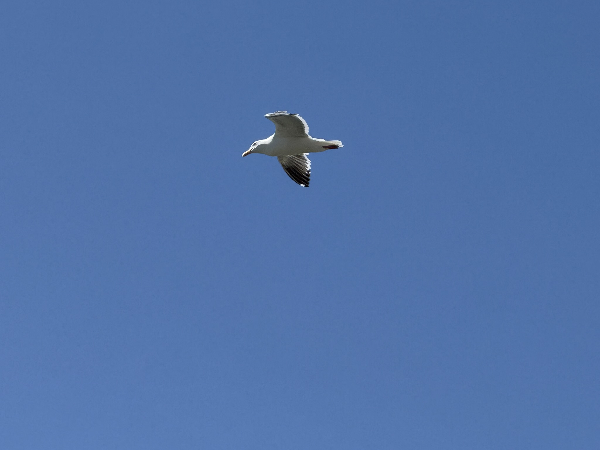 Brooks Island Regional Preserve