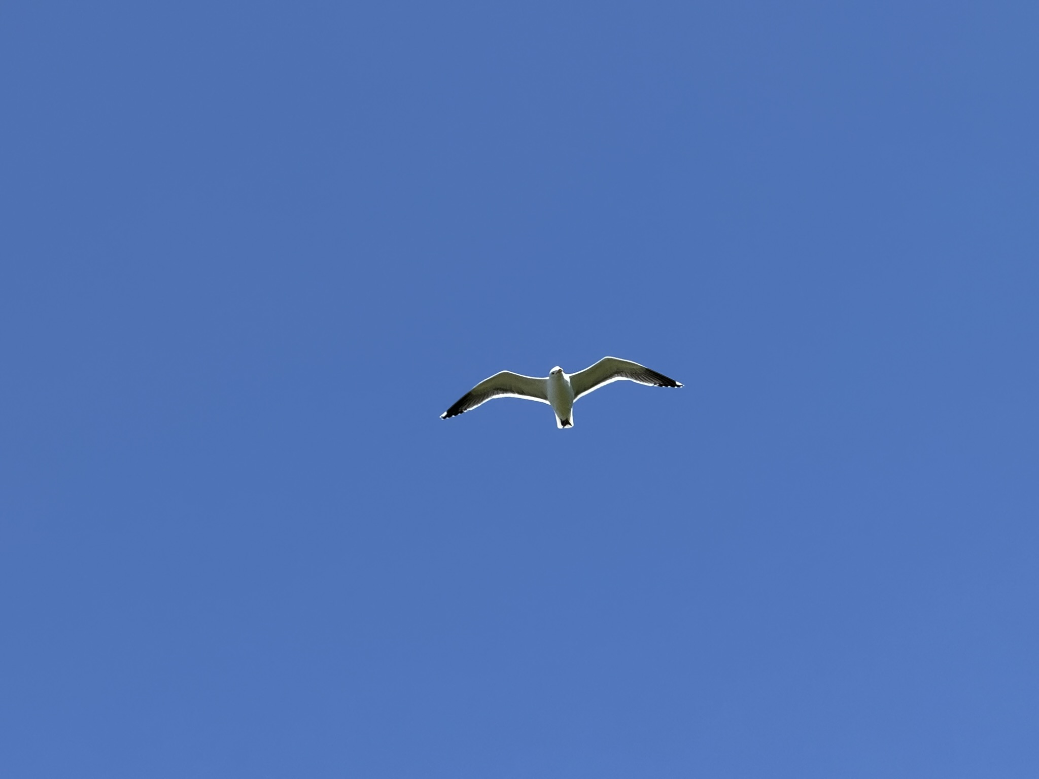 Brooks Island Regional Preserve