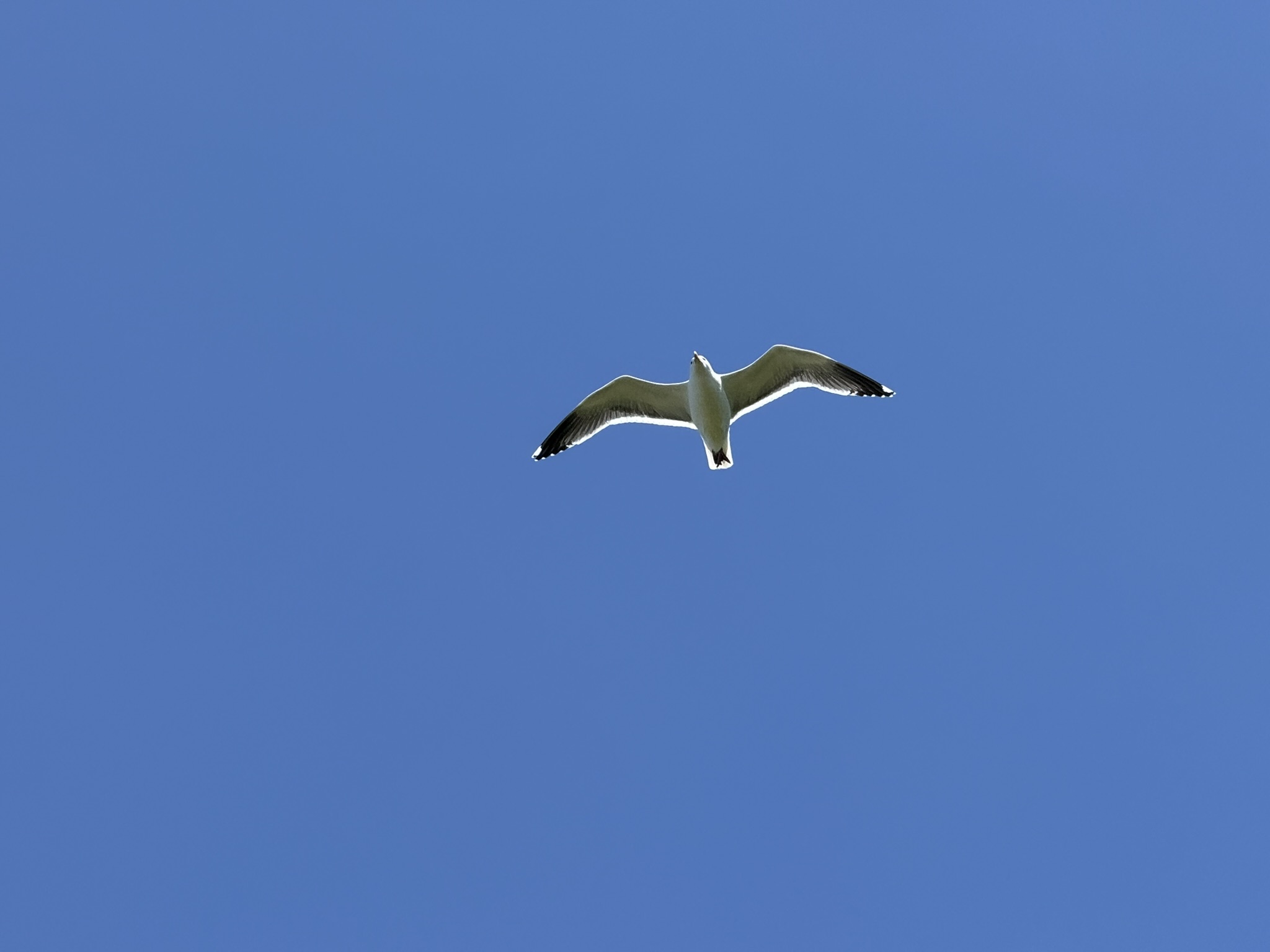 Brooks Island Regional Preserve