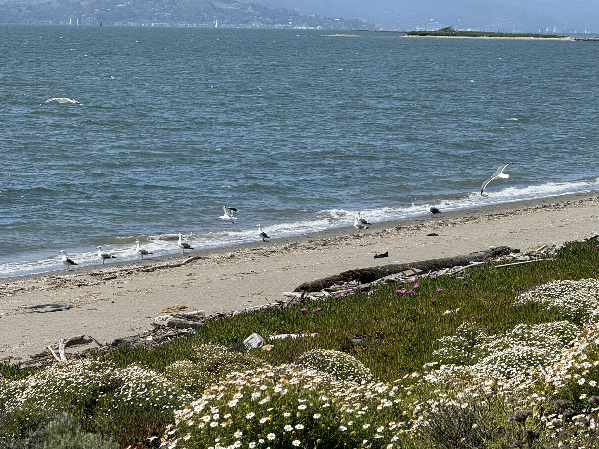 Brooks Island Regional Preserve