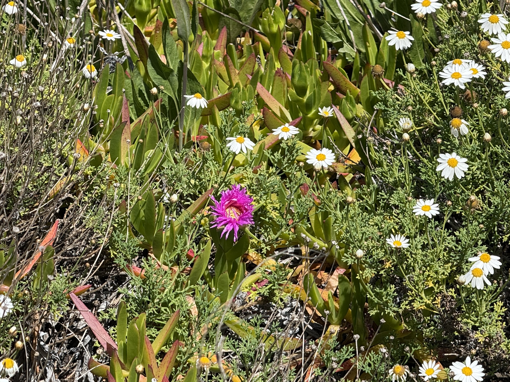 Brooks Island Regional Preserve