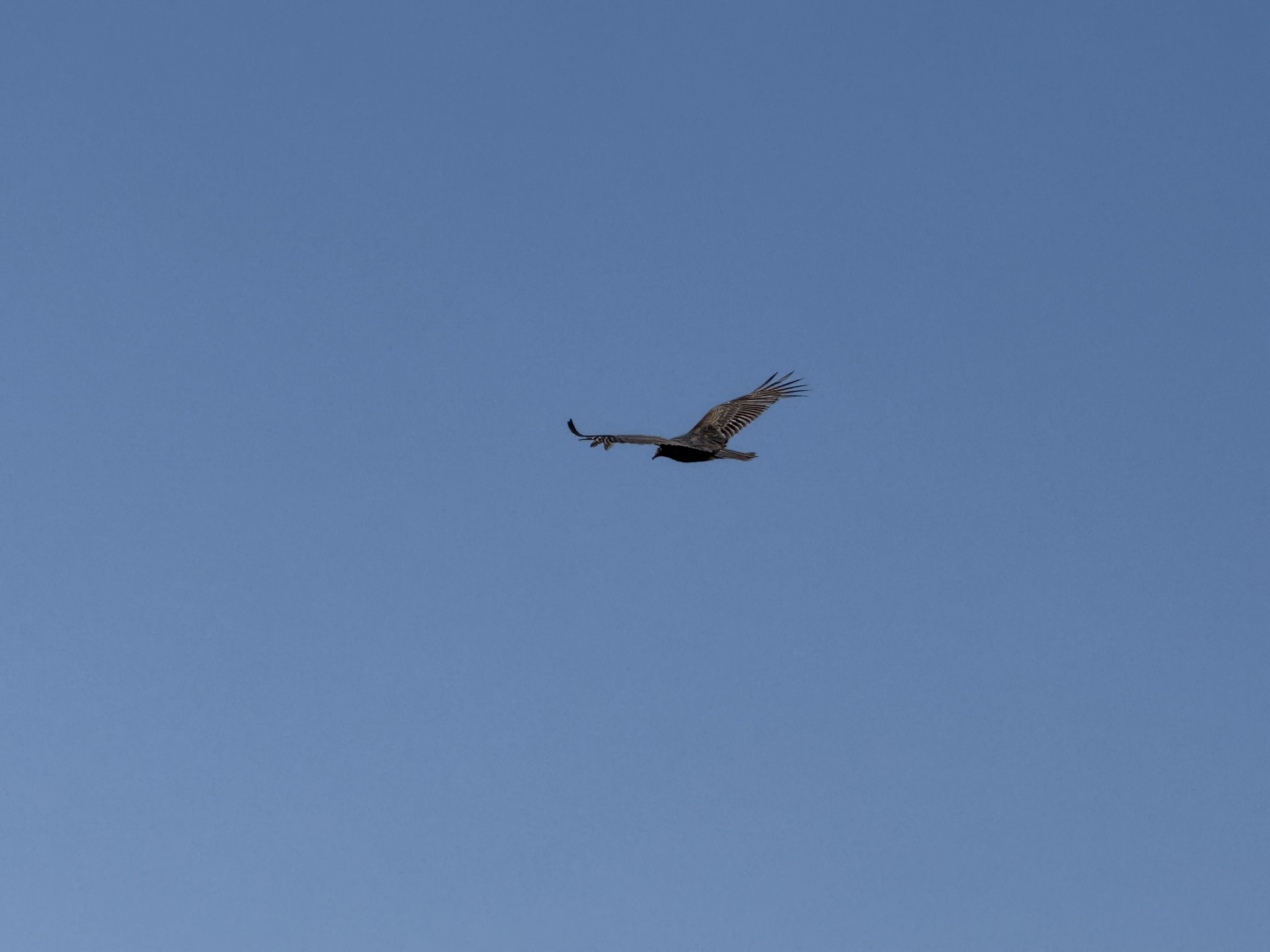 Brooks Island Regional Preserve