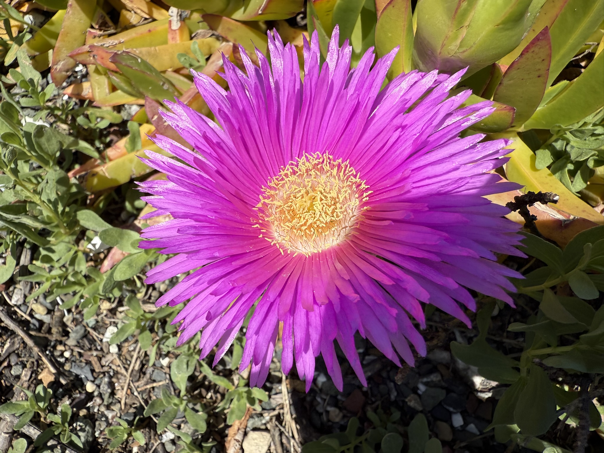 Brooks Island Regional Preserve