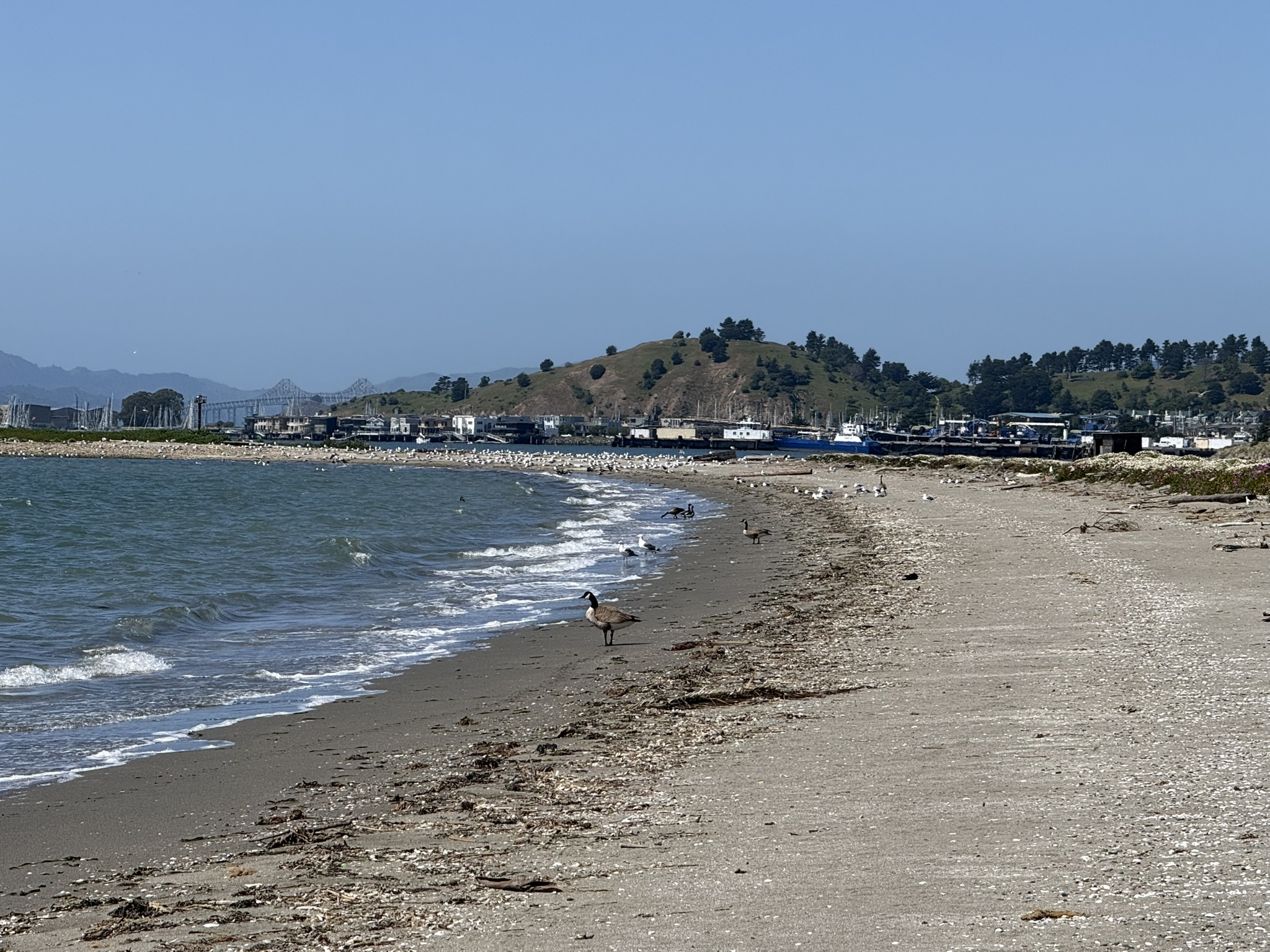 Brooks Island Regional Preserve