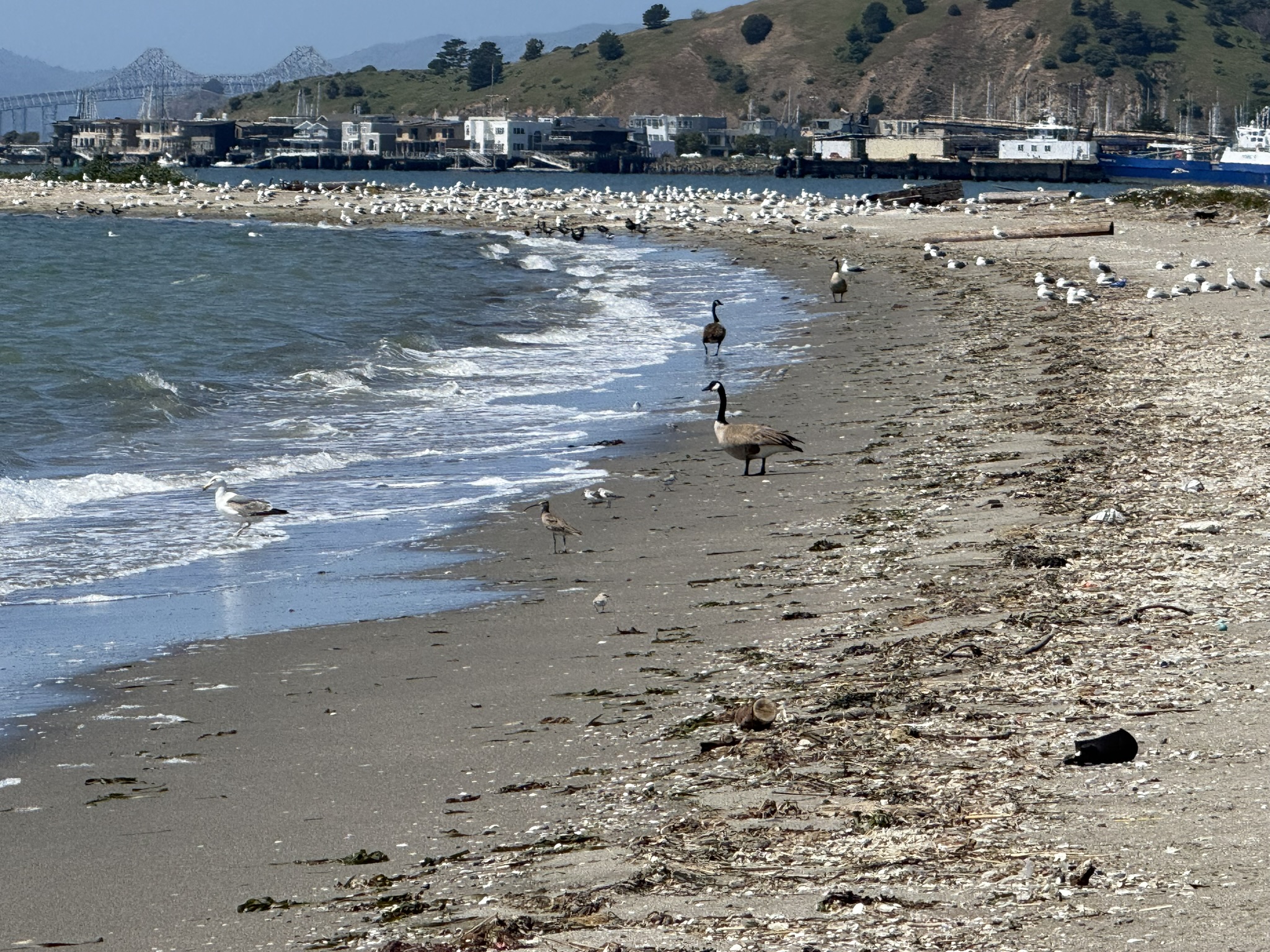 Brooks Island Regional Preserve