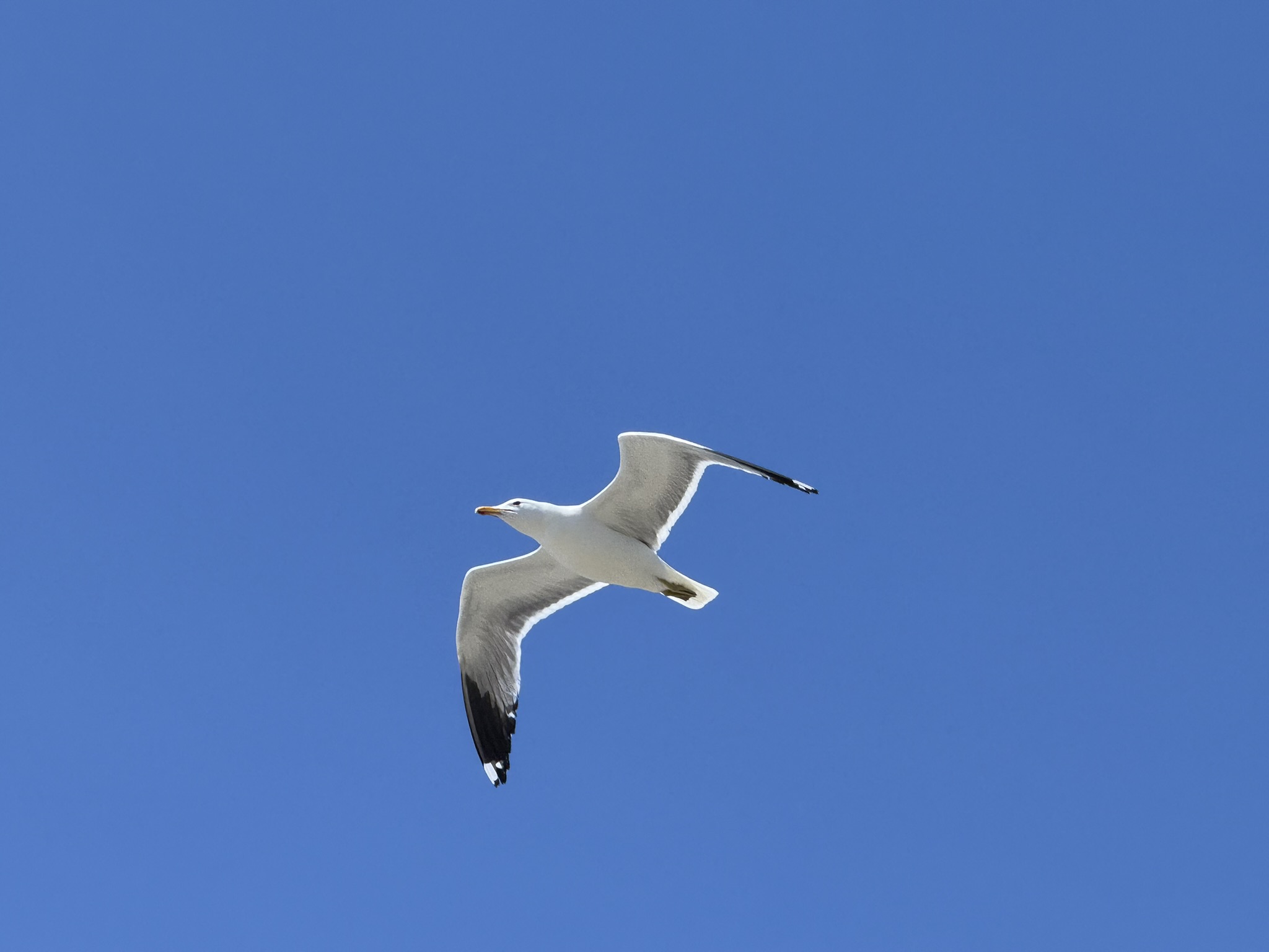 Brooks Island Regional Preserve