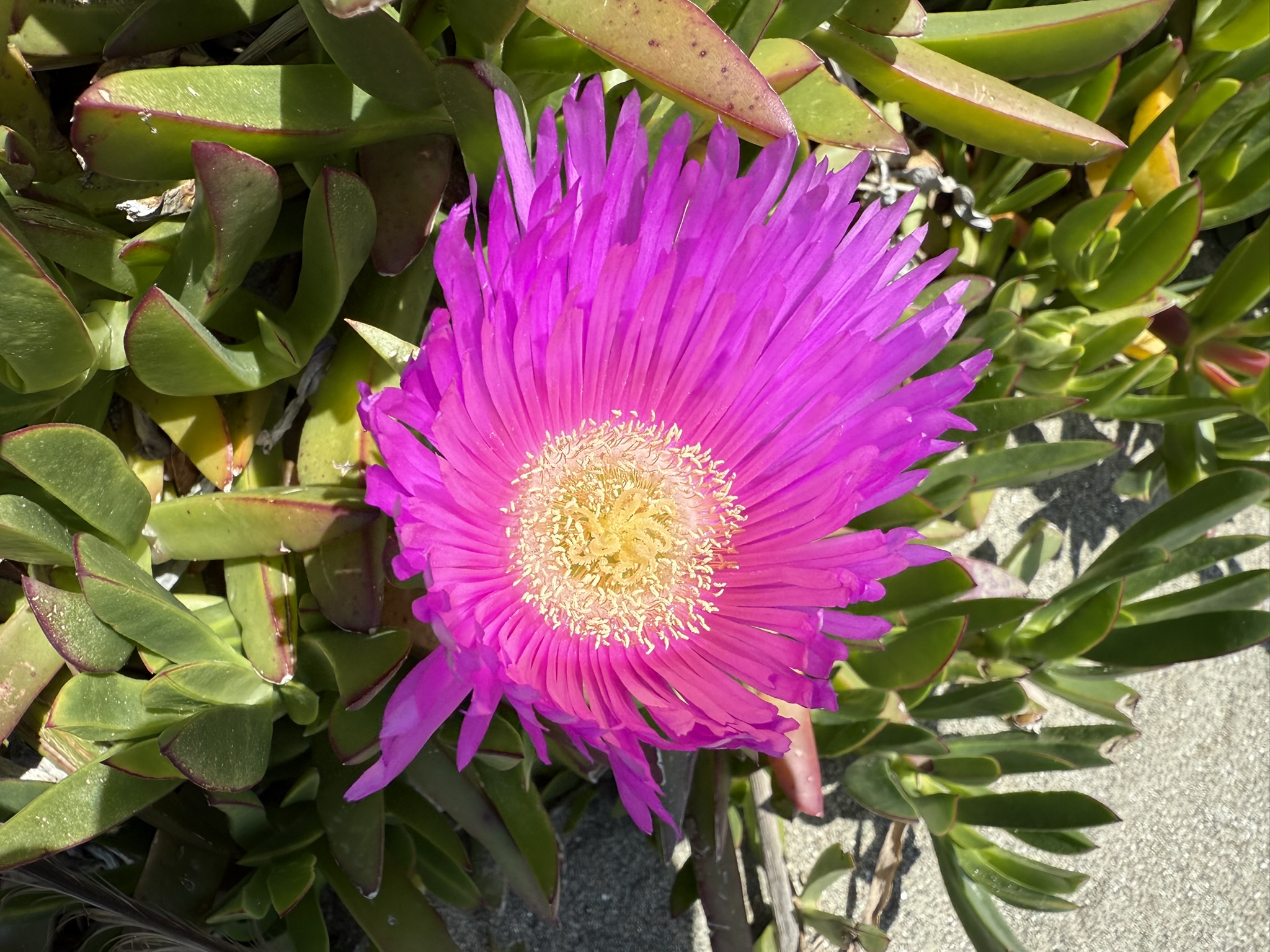 Brooks Island Regional Preserve