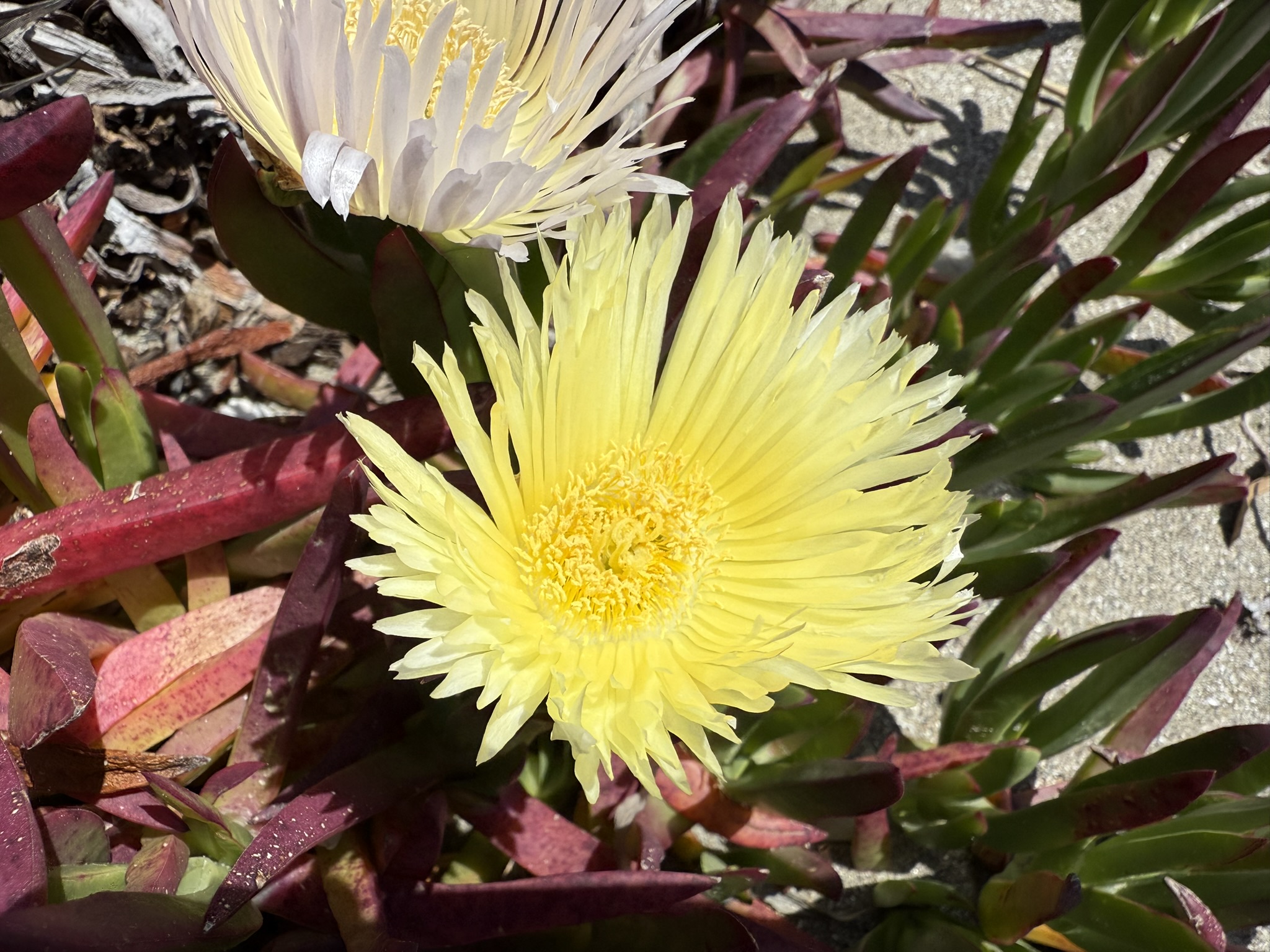 Brooks Island Regional Preserve