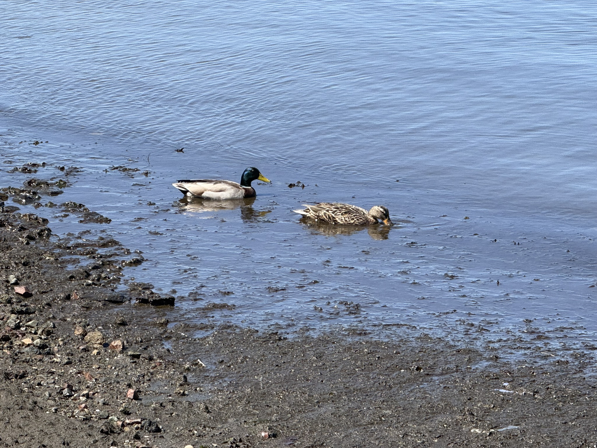 Brooks Island Regional Preserve