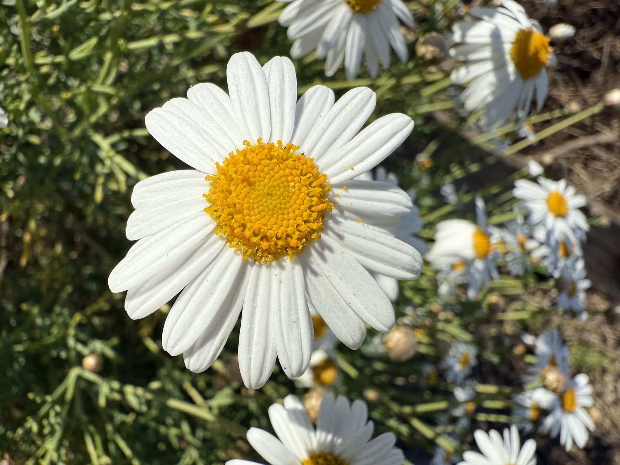 Brooks Island Regional Preserve
