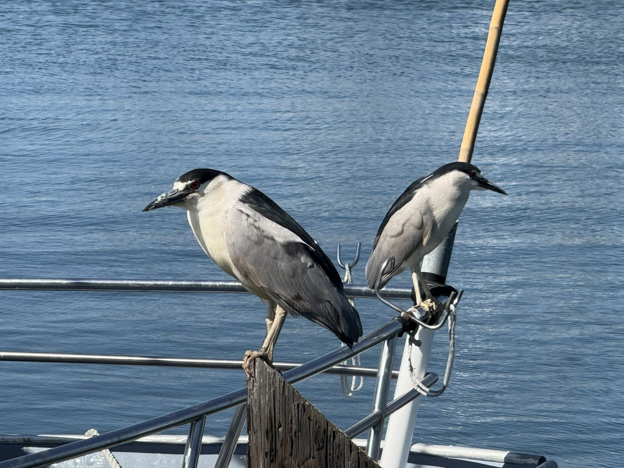 Brooks Island Regional Preserve