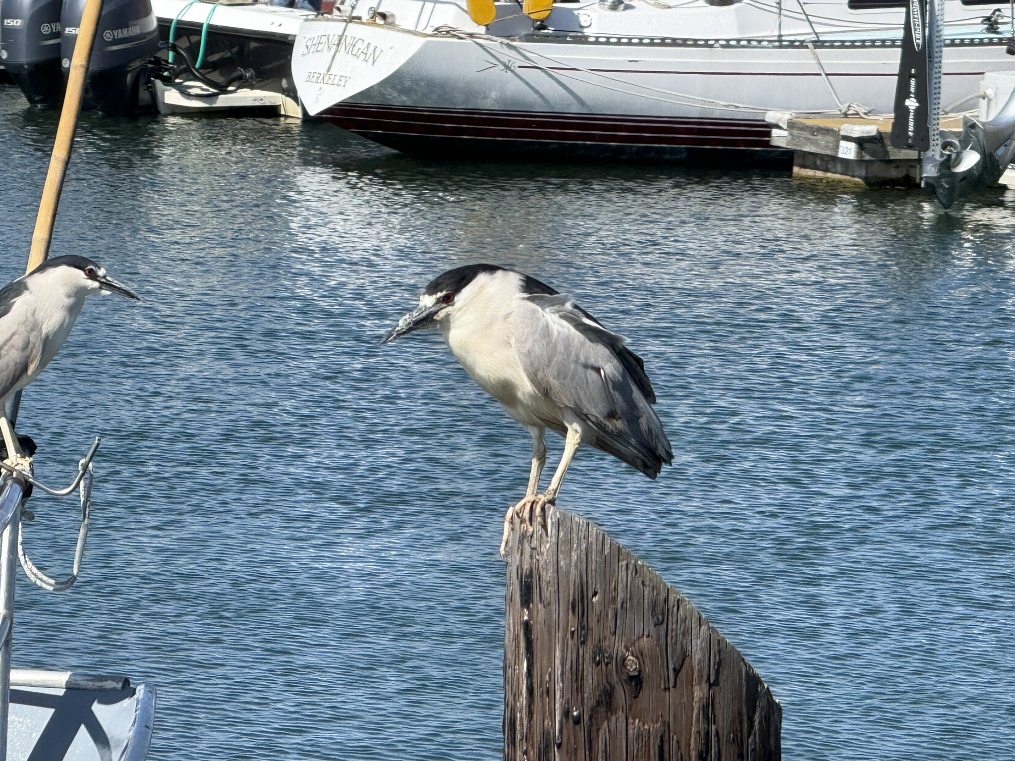 Brooks Island Regional Preserve
