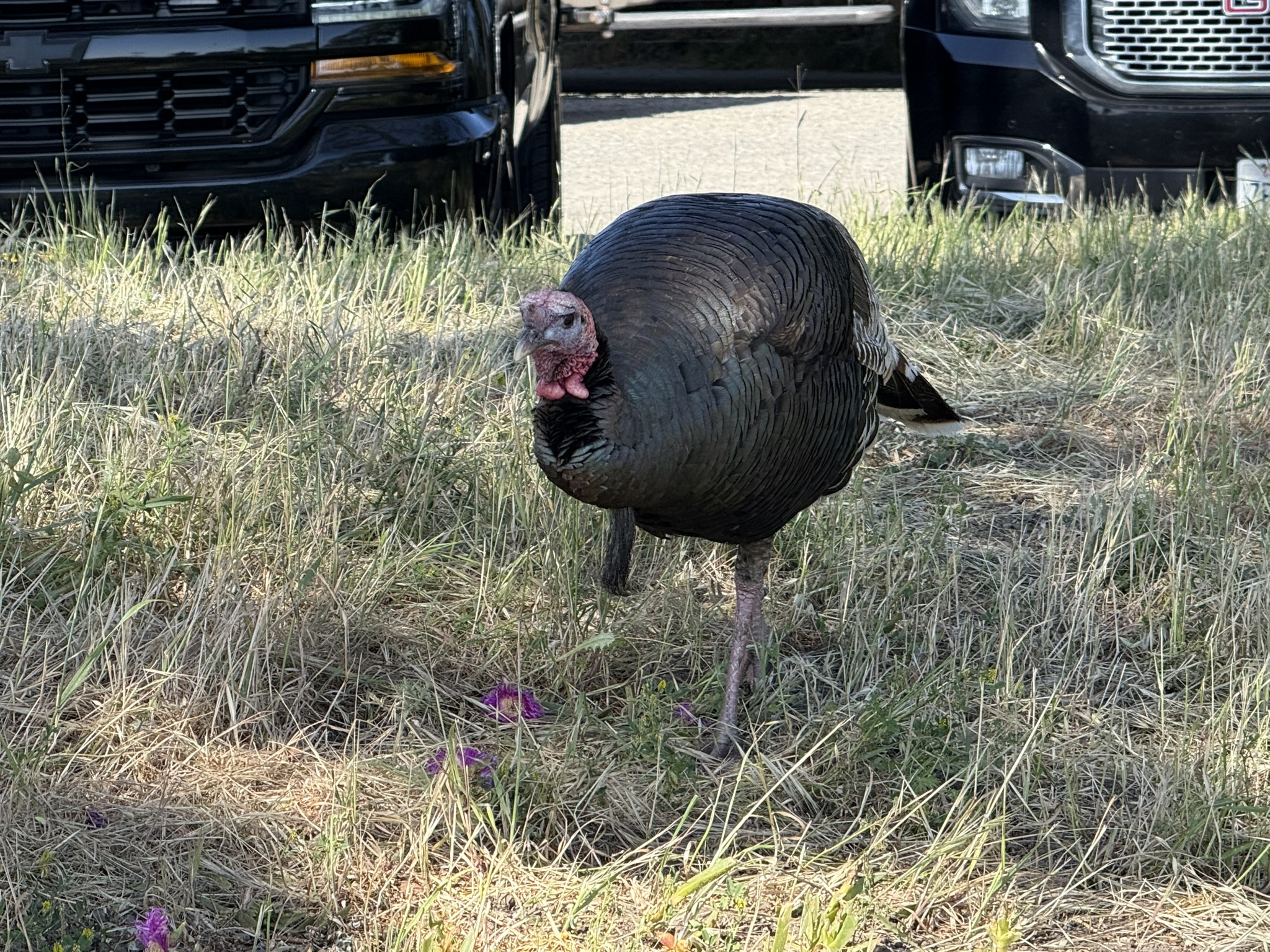 Brooks Island Regional Preserve