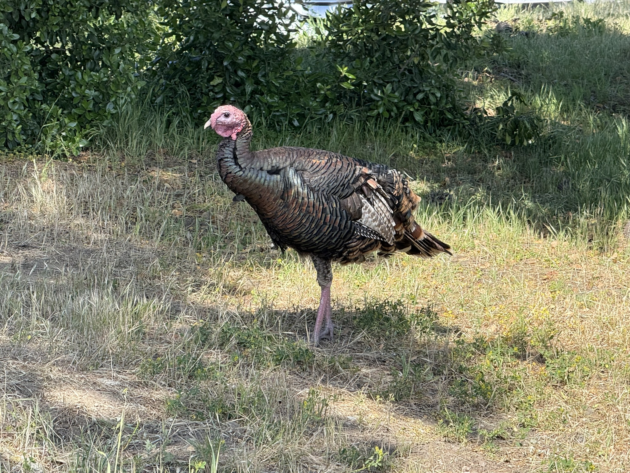 Brooks Island Regional Preserve