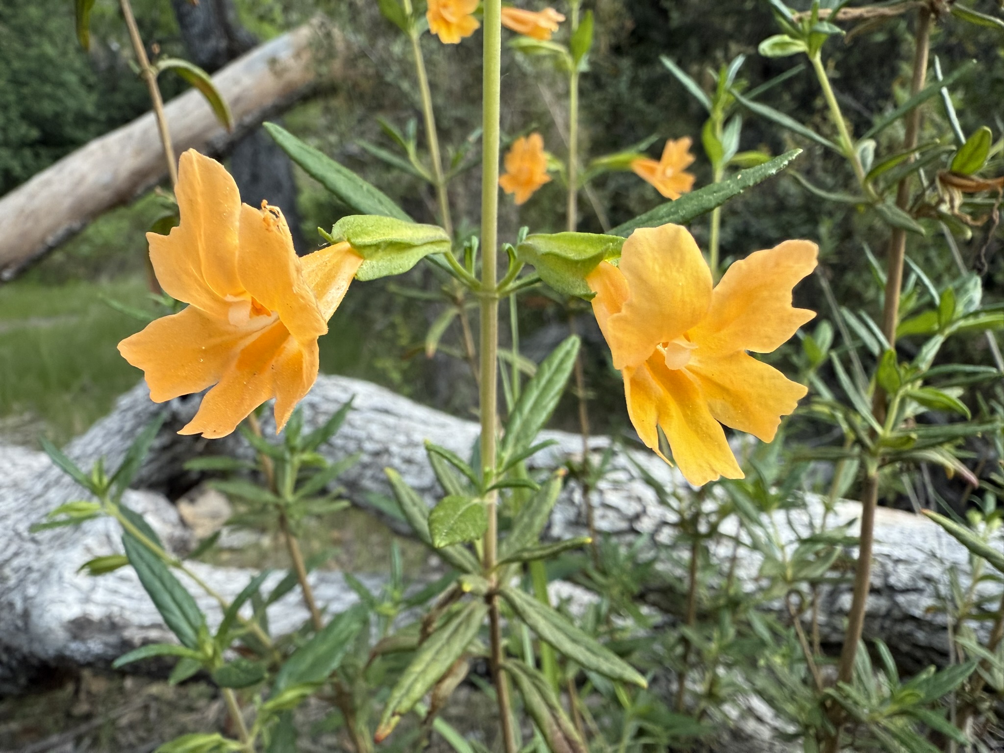 Pinnacles National Park
