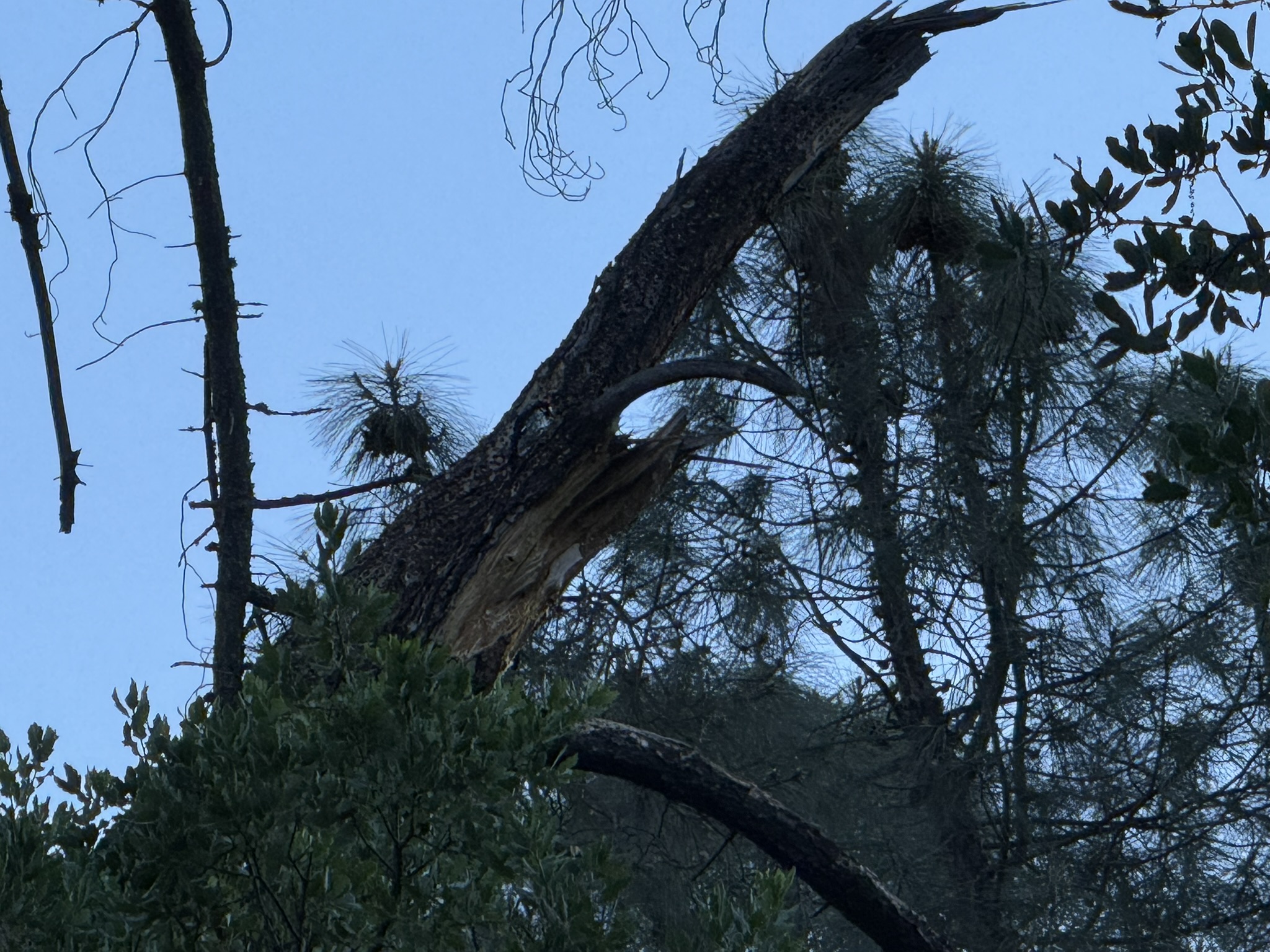 Pinnacles National Park