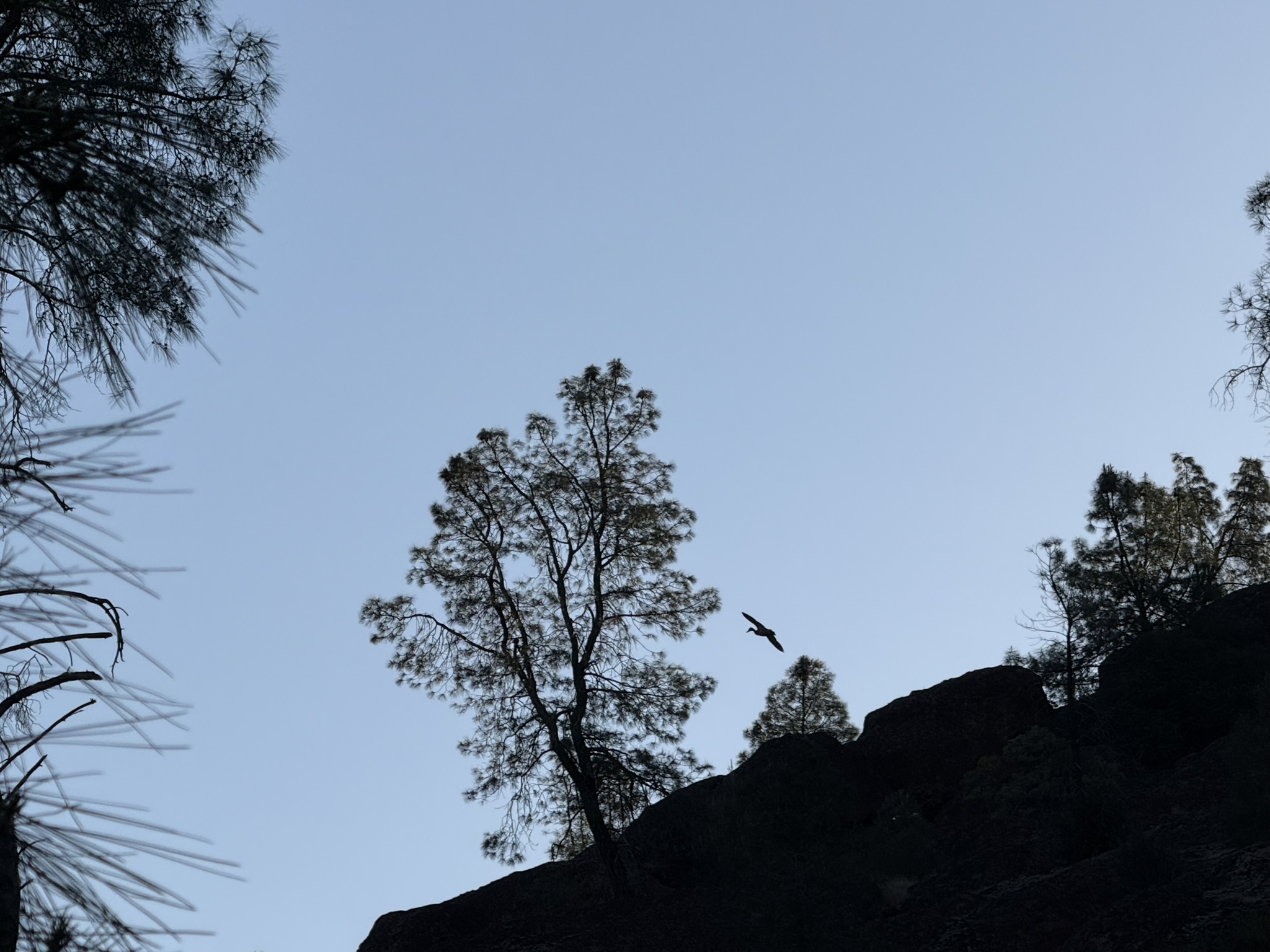 Pinnacles National Park
