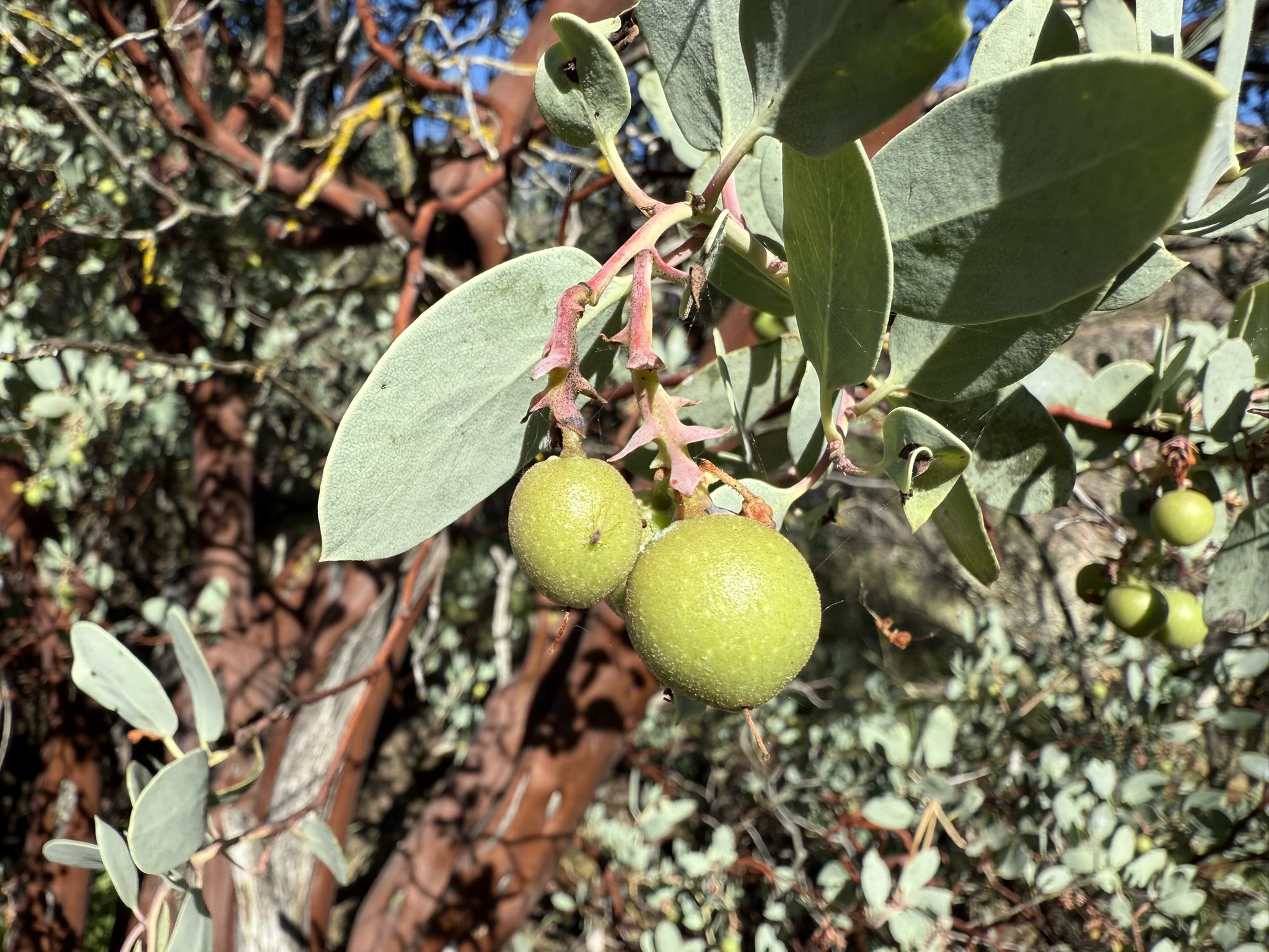 Pinnacles National Park